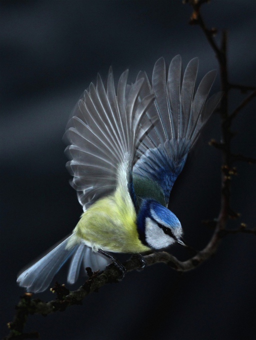 la mésange  bleue.jpg