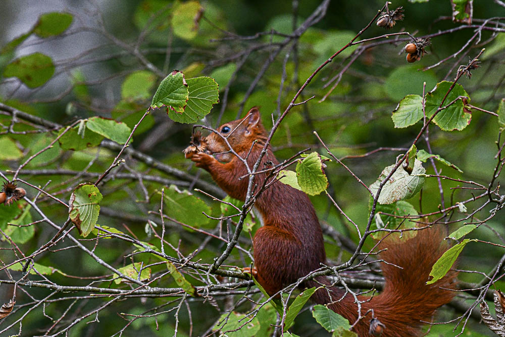 écureuil roux-3.jpg
