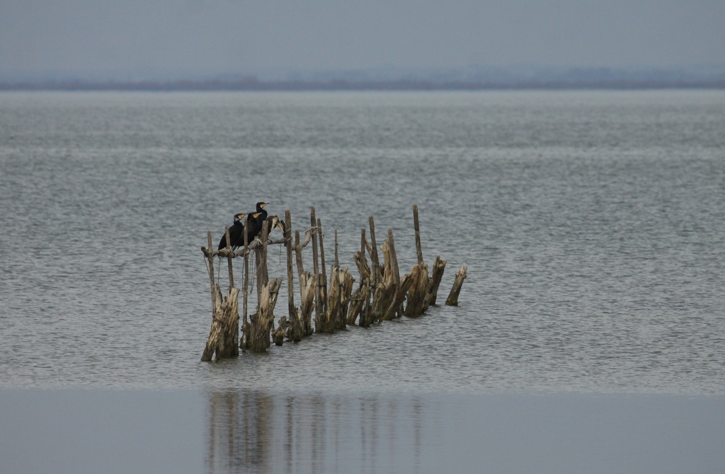 21 les cormorans.jpg