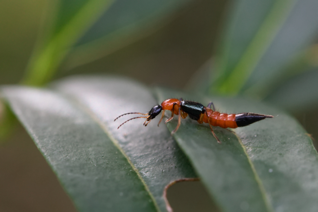 Paederus sp1.jpg