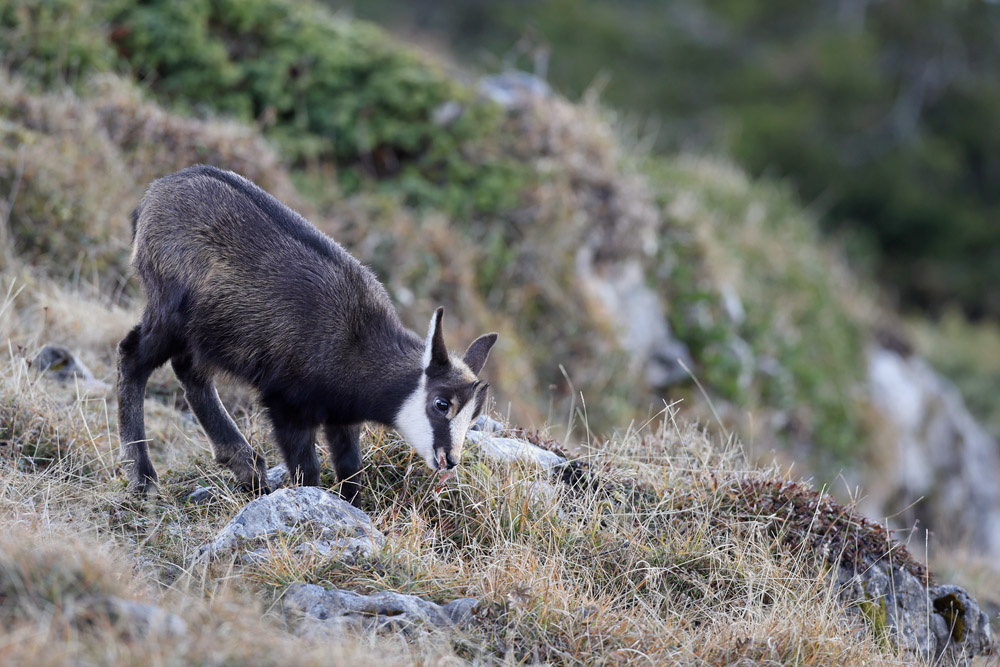 chamois1057-web.jpg