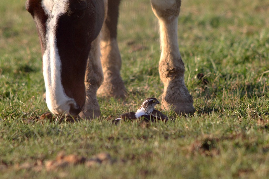 Pie Epervier Chevaux5.jpg