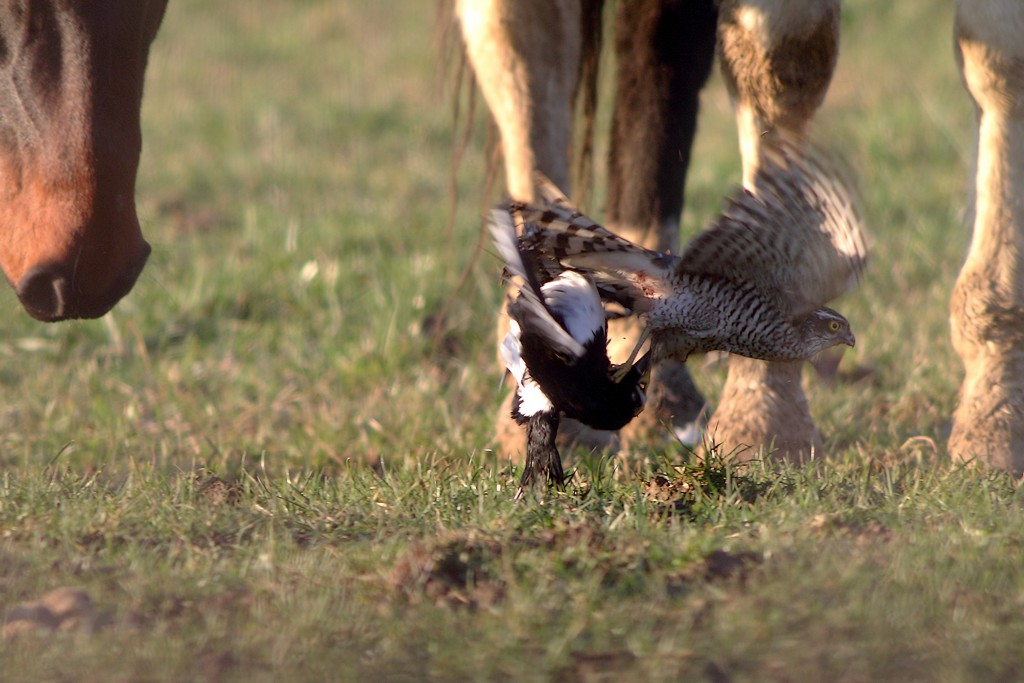 Pie Epervier Chevaux7.jpg