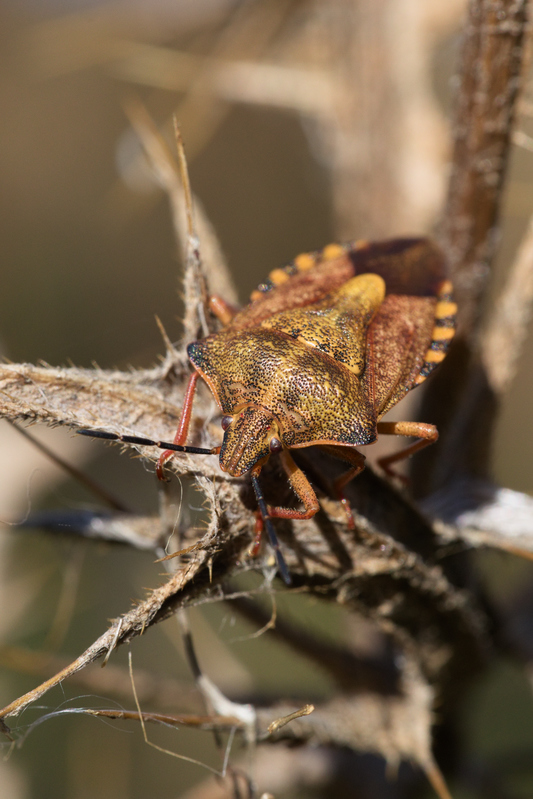 Carpocoris purpureipenniS4.jpg