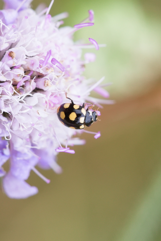 Coccinula quatuordecimpustulata3.jpg