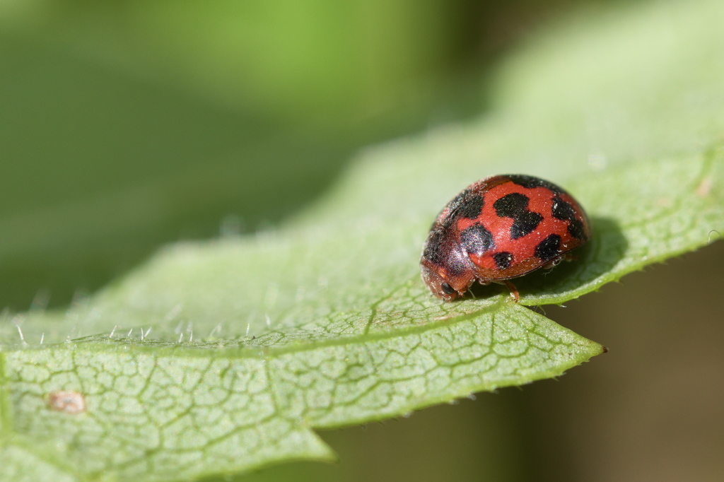 subcoccinella vigintiquatuorpunctata3.jpg