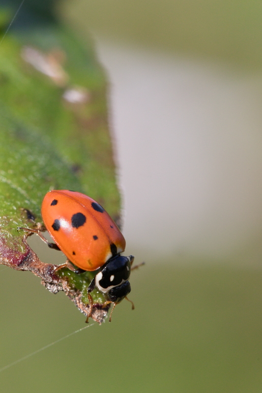 Coccinelle des Friches5.jpg