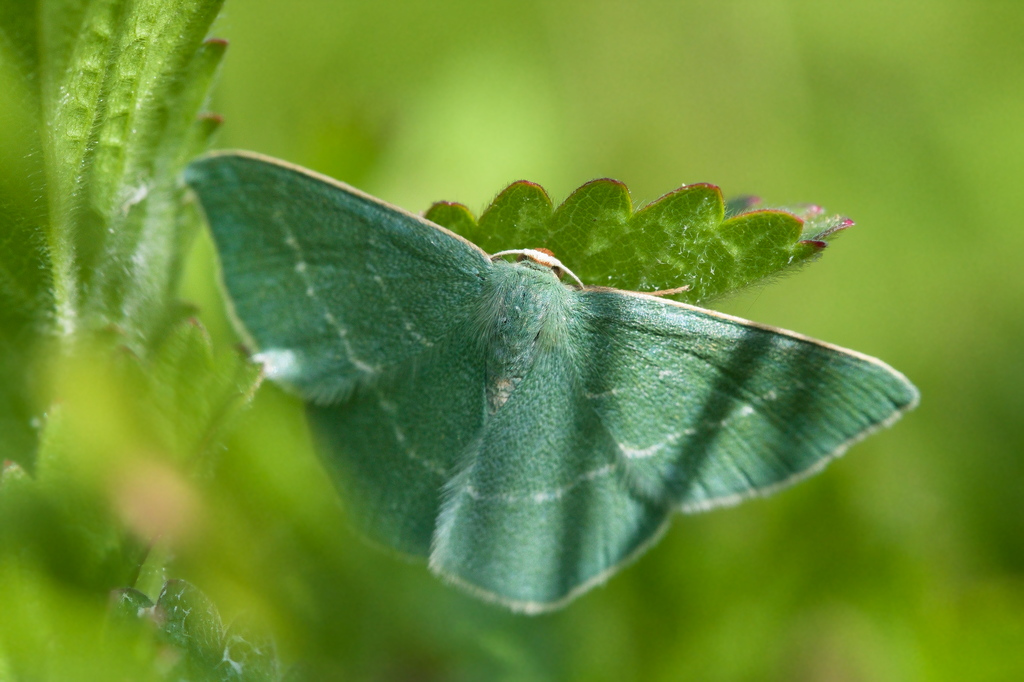 chlorissa viridata3-1.jpg