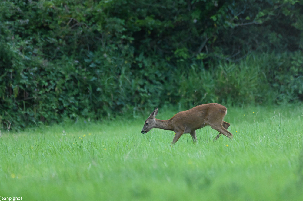 juillet chevrette avec mon Z72.JPG