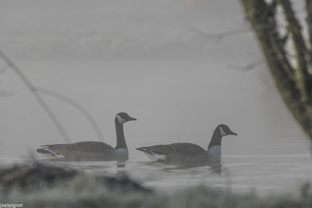 fevrier bernache du canada un matin dans le brouillard.JPG