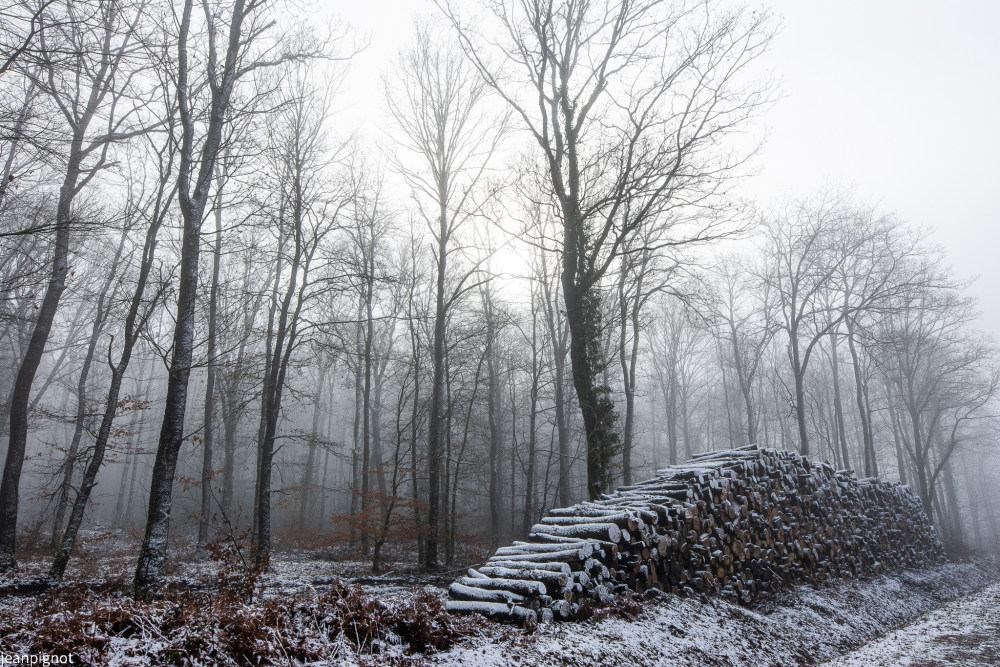 janvier pres d un tat de bois dans la foret le seul jour ou il y a eu de la neige_2250.JPG