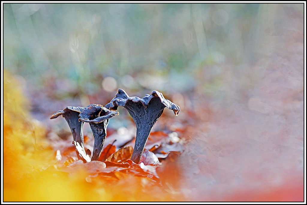 champignon(779)Trompettes_de_la_mort(Craterellus_cornucopioides).jpg