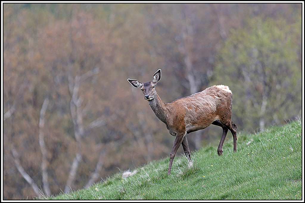 5cerf(5500).jpg