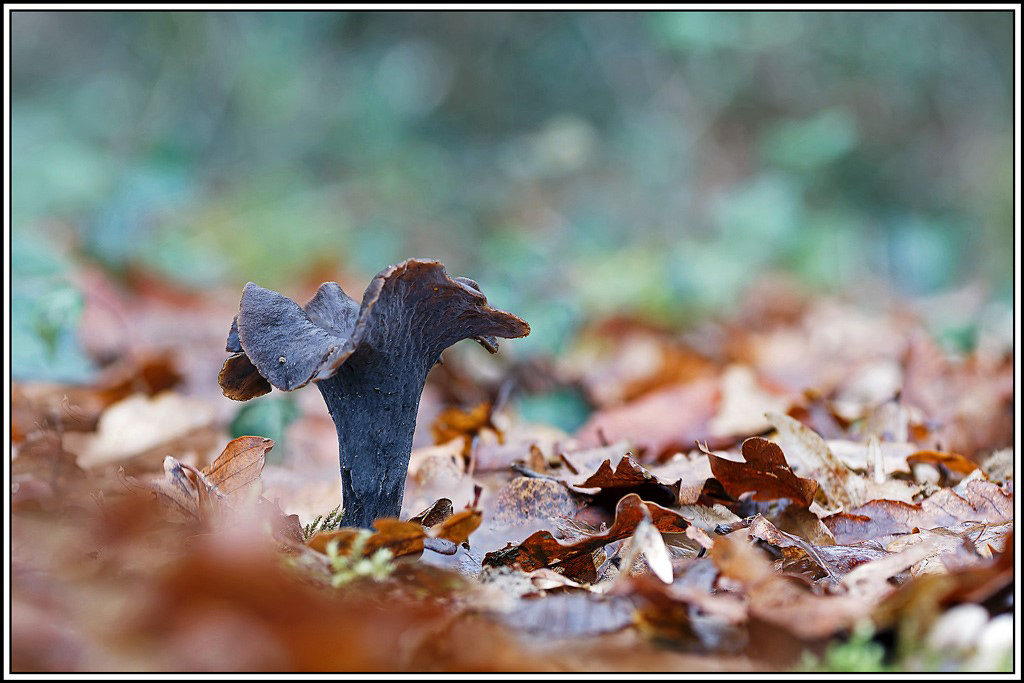 12champignon(756_763)Trompette_de_la_mort(Craterellus_cornocopioides).jpg