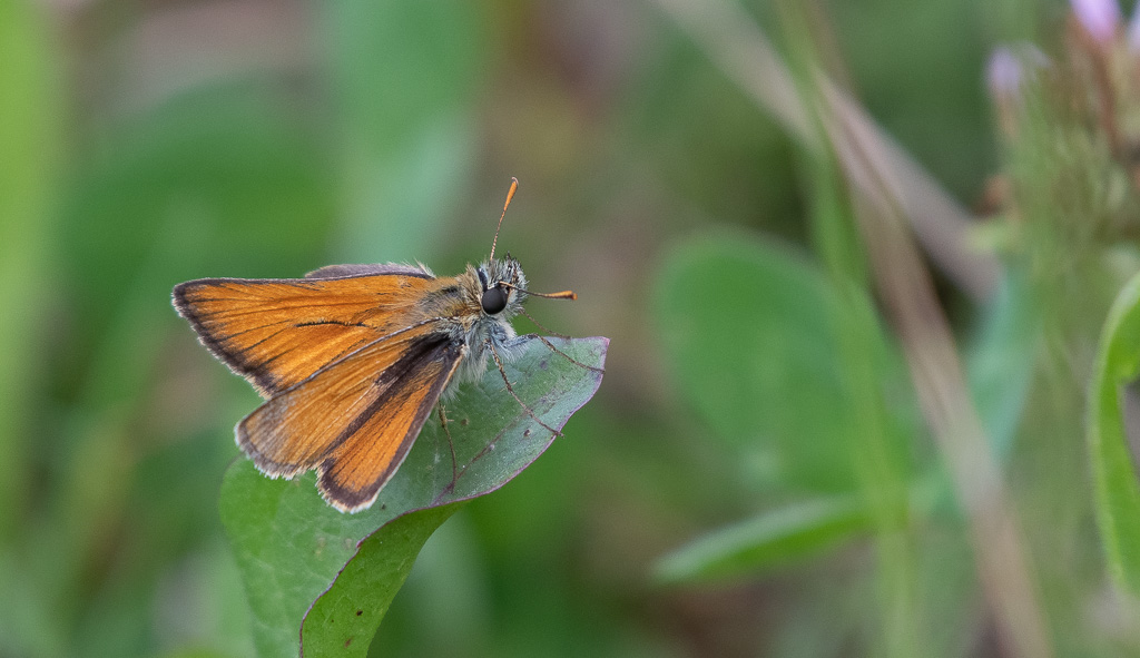 07- Juillet 2023. Papillon L'hespérie de la Houque.jpg