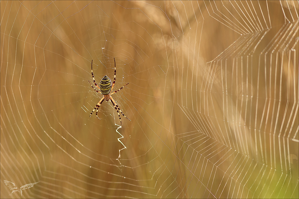 Argiope frelon.jpg