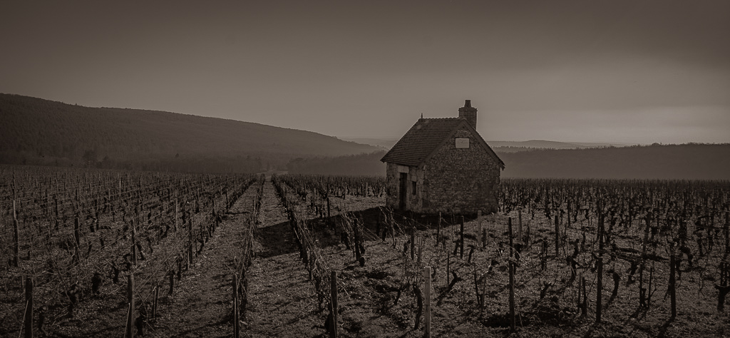 Au milieu des vignes -2-.jpg