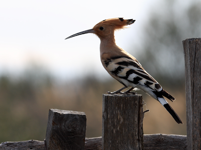 Huppe fasciee en  Camargue 1.jpg