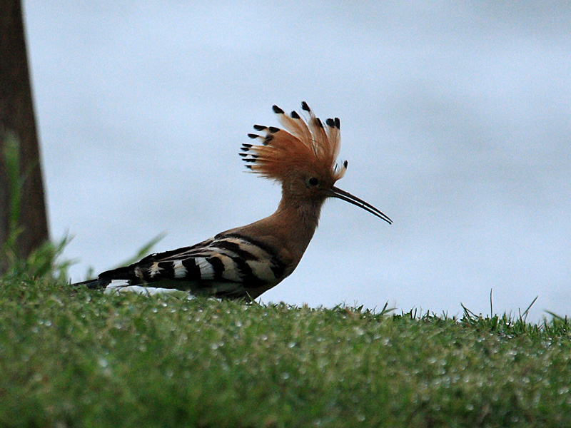 Huppe fasciee en  Camargue 2.jpg