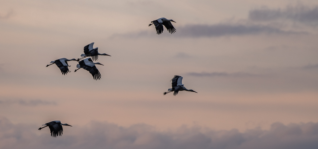 Cigogne -5-.jpg