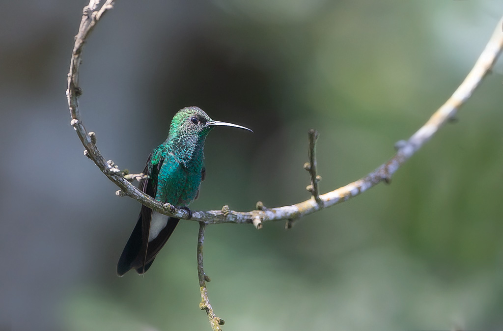 _MGL4749-Colibri de Buffon.jpg