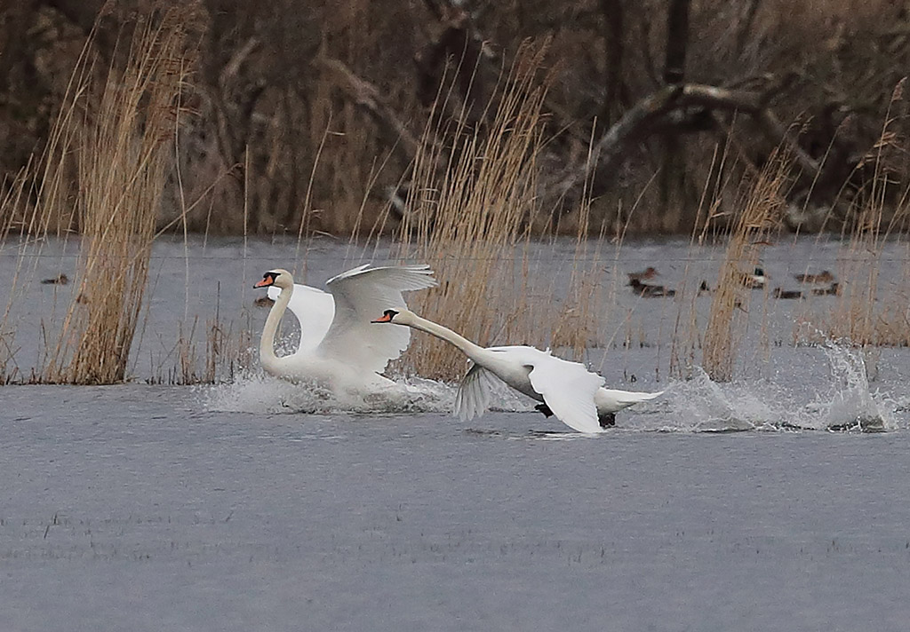 Cygne tuberculé  18.JPG