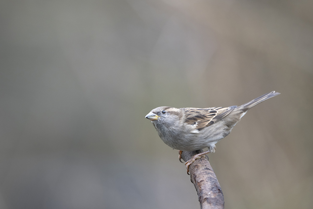 moineau domestique 2024 1.jpg