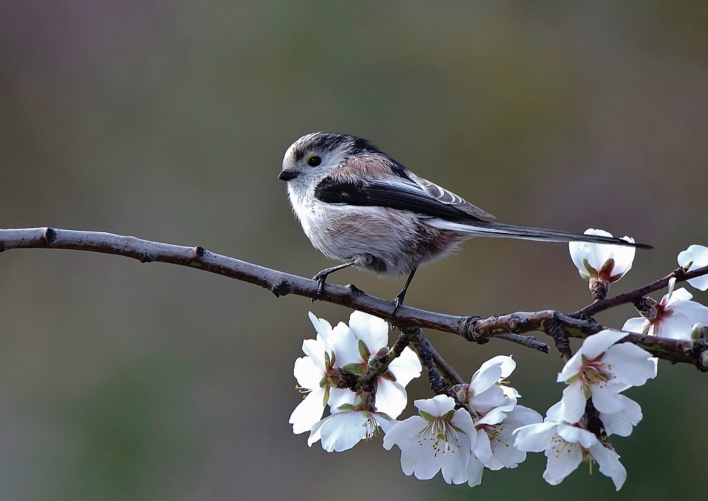 Mésange à longue queue - Copie.jpg