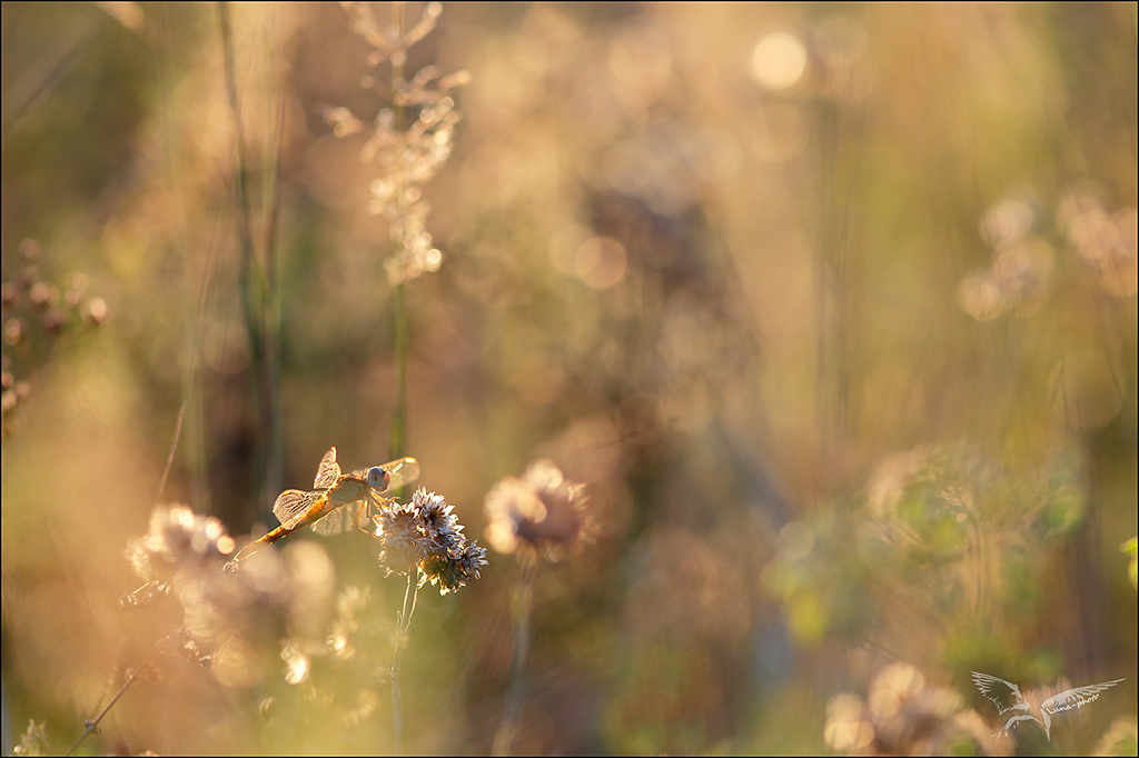 sympetrum intro-.jpg