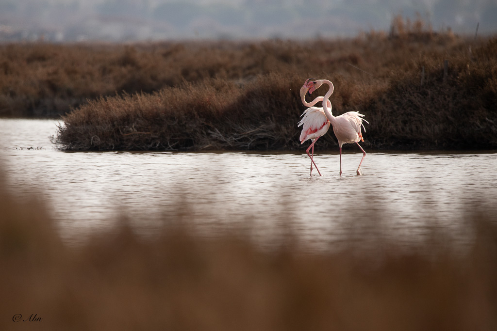 CAMARGUE-02.jpg