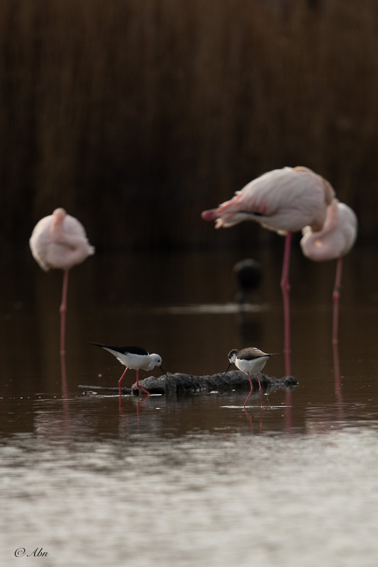 CAMARGUE-35.jpg