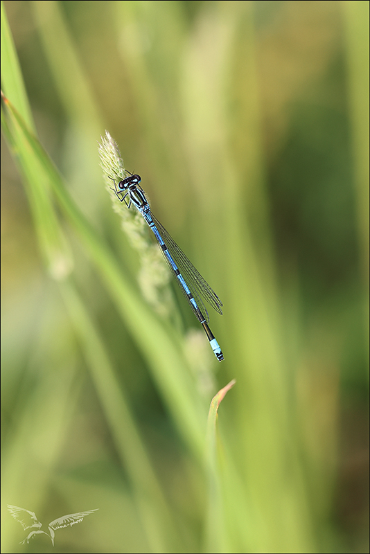 Agrion jouvencelle- Coenagrion puella.jpg