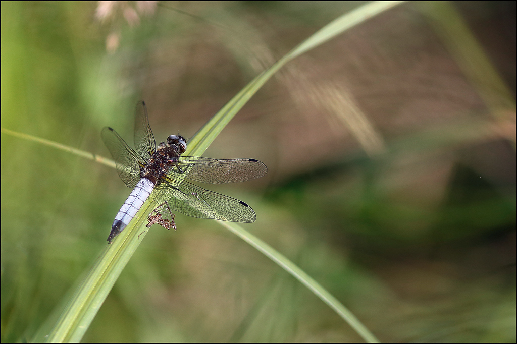 Libellula fulva.jpg