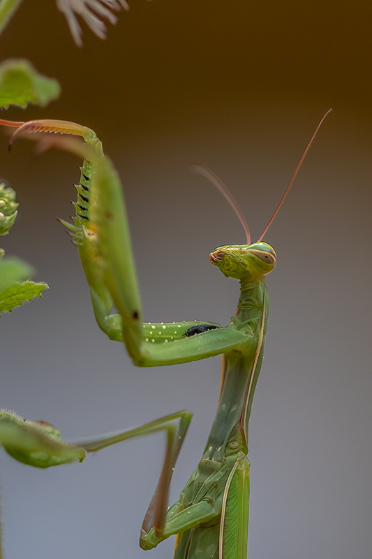 Mantes religieuse AD2.jpg