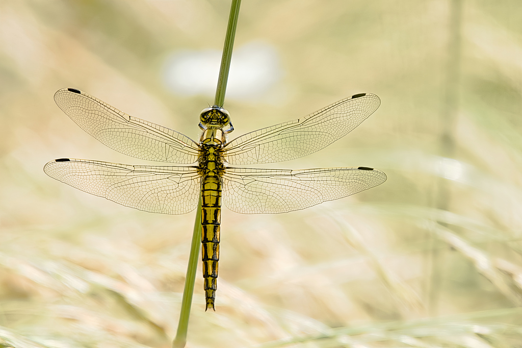 DSC_8109.orthetrum réticulé.forum.jpg