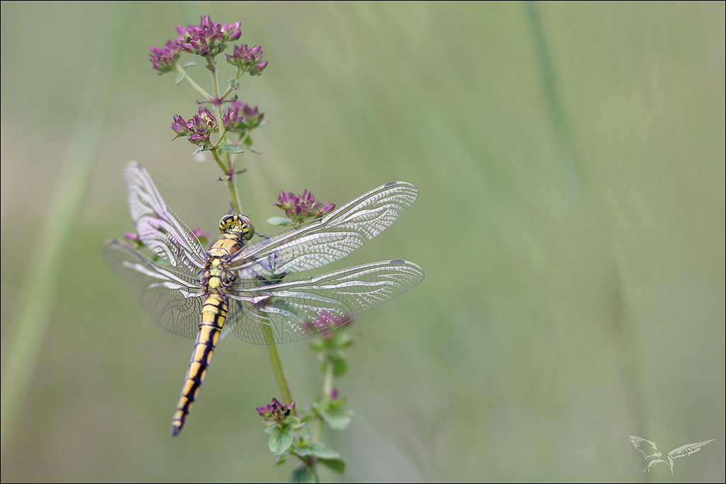 Orthetrum cancellatum ♂ immat.jpg