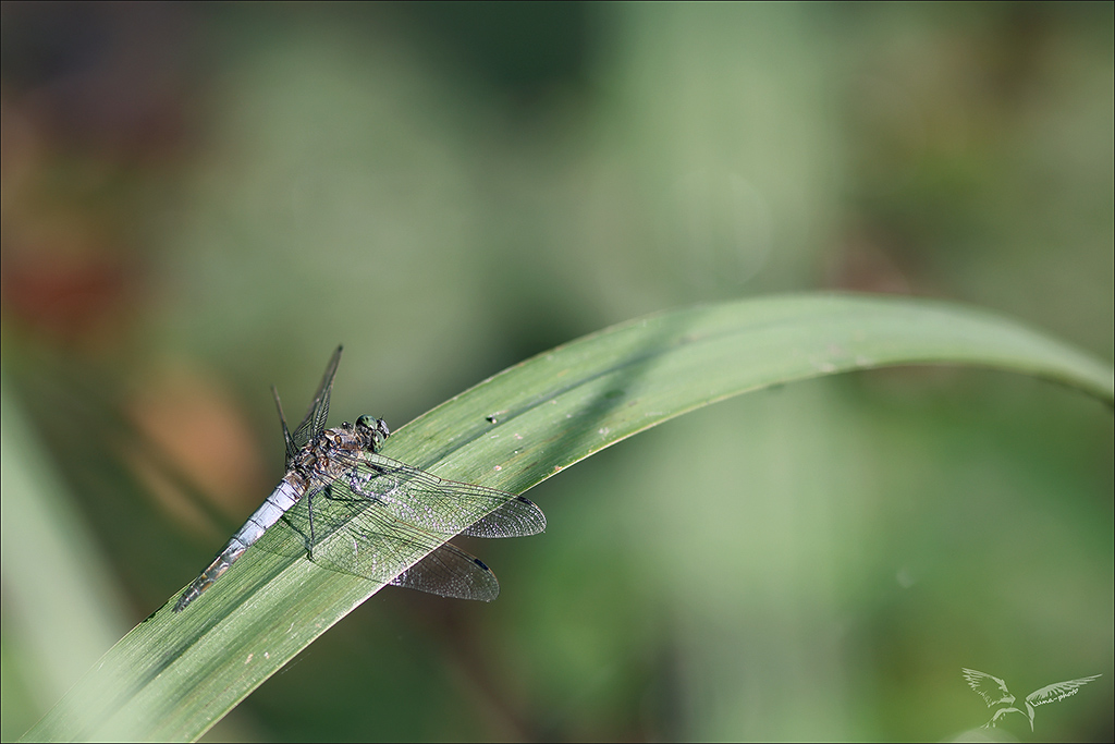 Orthetrum cancellatum ♂.jpg