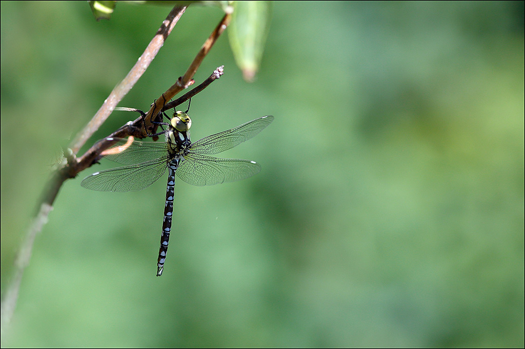 Aeshna cyanea_ ♂ immat.JPG