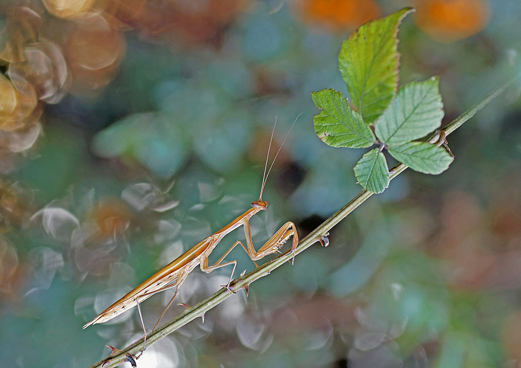 mante_religieuse(Mantis_religiosa)(68).jpg