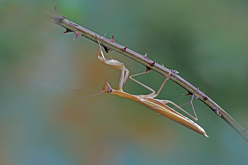 mante_religieuse(Mantis_religiosa)(85_92).jpg