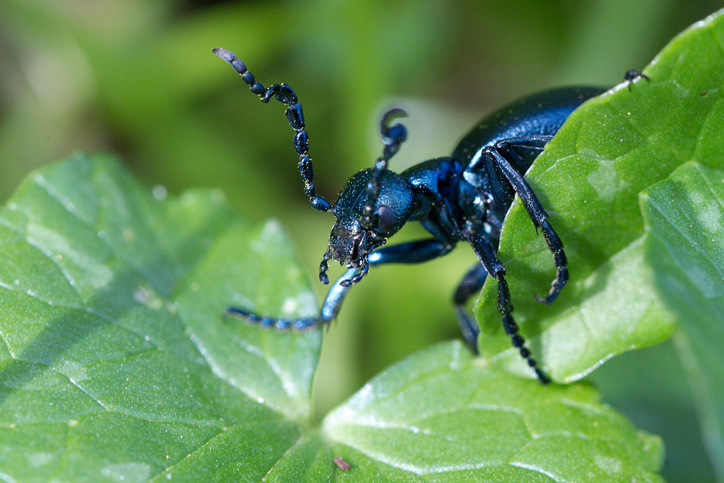 Meloe violaceus mâle 2.jpg