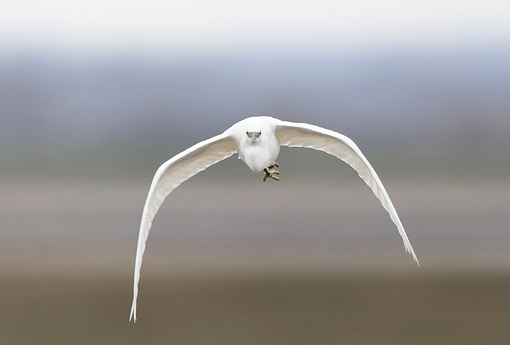 aigrette garzette.JPG