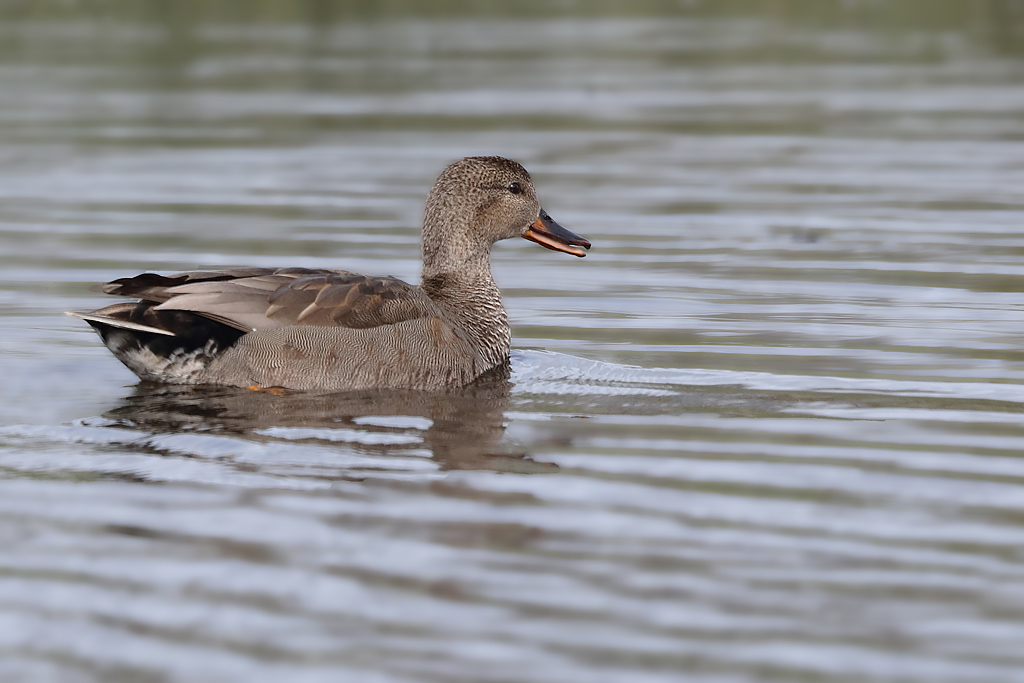 canard chipeau.JPG