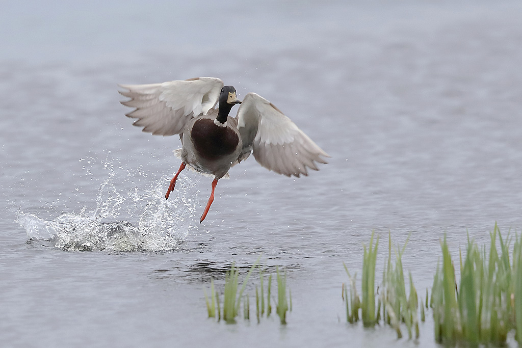 canard colvert.JPG