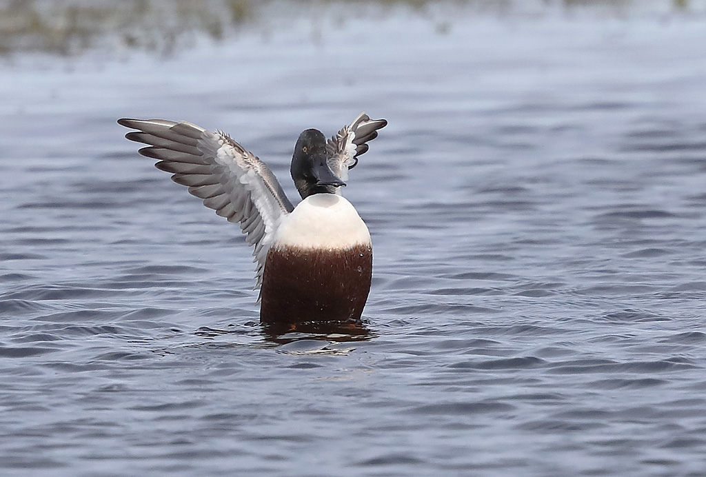 canard souchet 2.JPG