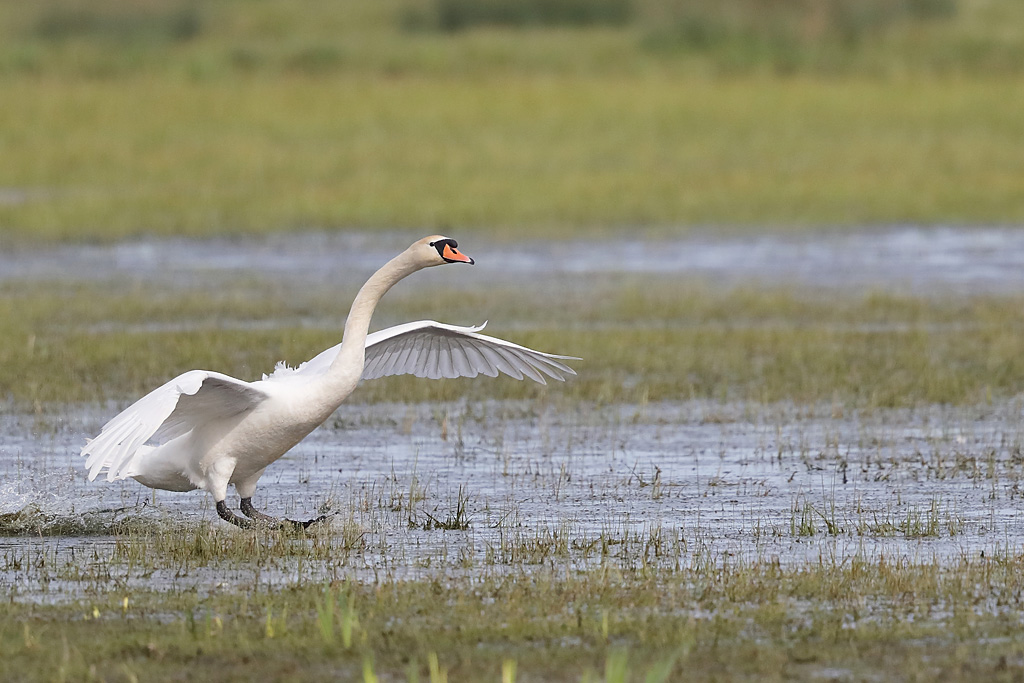 cygne tuberculé 1.JPG