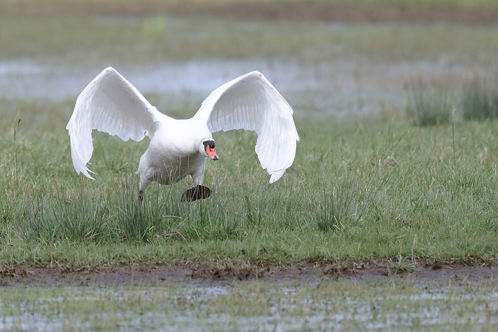 cygne tuberculé 2.JPG