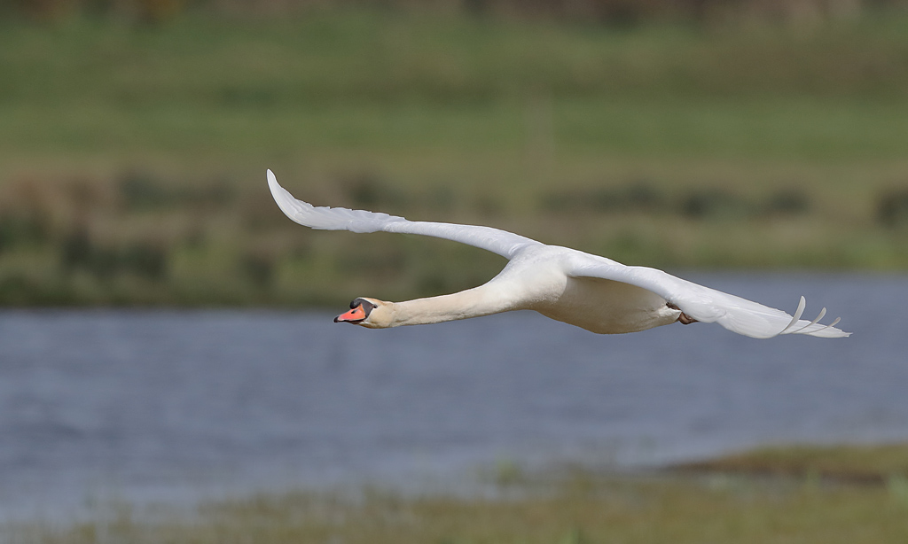 cygne tuberculé 3.JPG