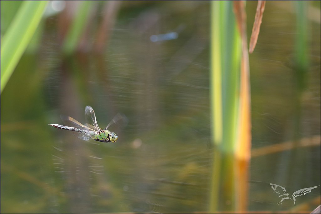 Anax imperator ♀cherchant un lieu de ponte.jpg