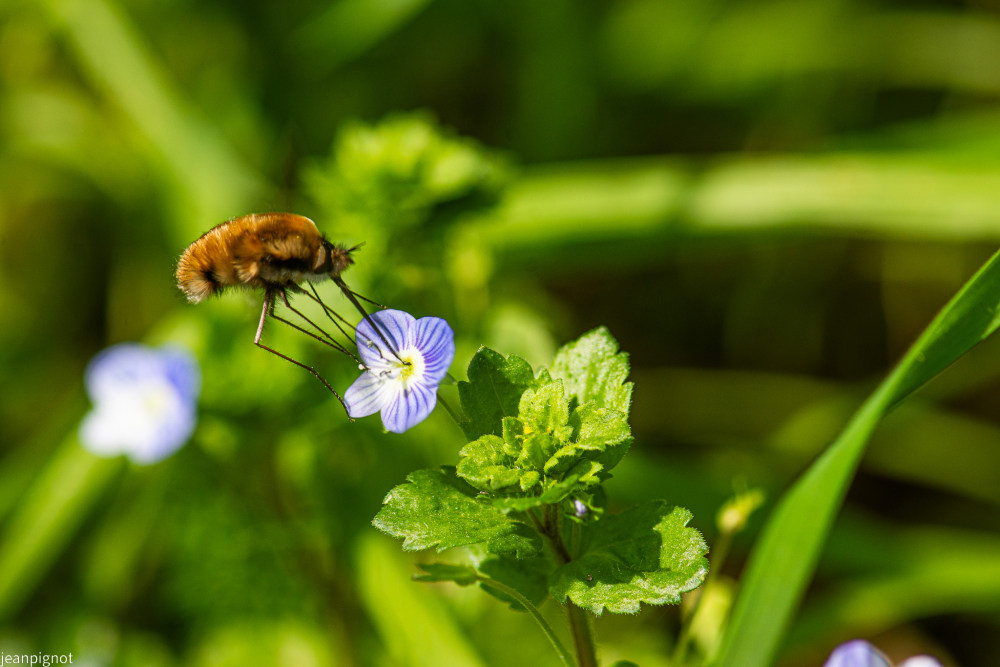 bombyle (3).JPG